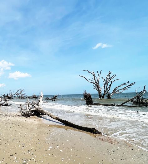 botanybay3 Edisto Beach, Edisto Island, Botany Bay, Beach Cove, Charleston Travel, Live Oak Trees, Nature Trail, Ocean Breeze, Coastal Towns