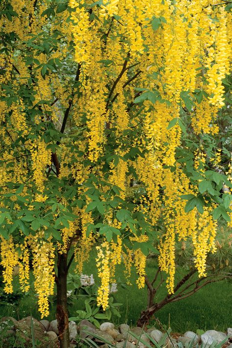 Golden Chain Tree, Trees For Front Yard, Landscape Designs, Golden Chain, Garden Trees, Small Trees, Green Trees, Flowering Trees, Trees And Shrubs