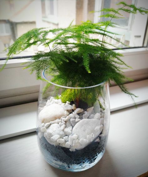 Plants In Clear Pots, Glass Jar Diy, Water Plants Indoor, Tanaman Air, Easy Indoor Plants, Plant In Glass, Aesthetic Plant, Indoor Plants Styling, Plants Aesthetic