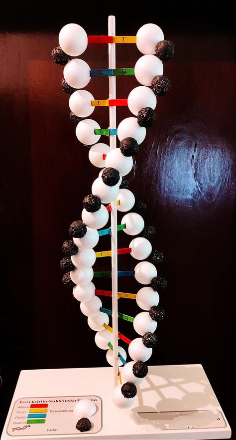 This model has been made from styrofoam balls, acrilic spray paint, thin wooden sticks and wooden bar. 3d Molecule Project, Dna Double Helix Model Projects, Candy Dna Model, 3d Dna Structure Project, Dna Molecule Project, Dna Structure Model Project, Dnk Model Diy, 3d Dna Project, Chemistry Models Project Class 12