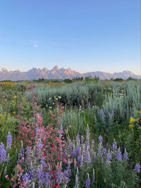 #flowers #wallpaperforyourphone #aesthetic #1 #flowerfield #scenery Pretty Flower Field, Nature Aesthetic Pictures, Kings Of Leon, Nothing But Flowers, Pretty Landscapes, Pretty Flower, Pretty Sky, Alam Yang Indah, Nature Aesthetic