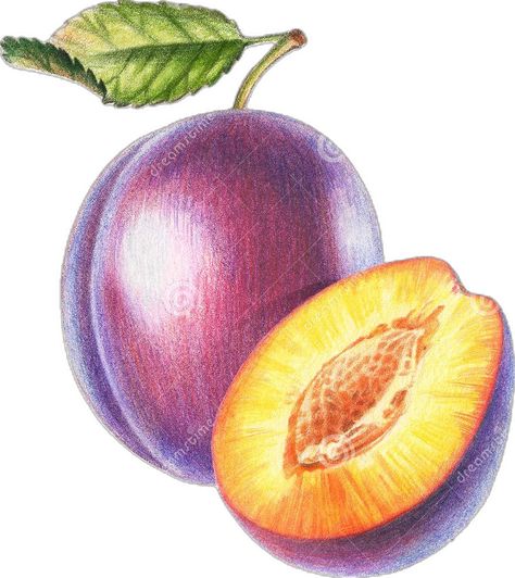 Plum And Half Plum_color Pencil Drawing ... Plum Drawing, Plum Illustration, Plum Painting, Drawing With Colored Pencils, Plum Paint, Plum Art, Realistic Drawing, Sketch Journal, Dog Sketch