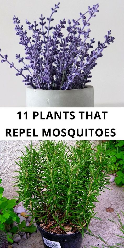 Natural Misquote Repellent For Yard, Plants That Repellent Bugs, Plants Against Mosquitos, Mosquitoes Repellent Plants, Plant That Repel Mosquitos, Plants For Mosquito Repellent, Plants For Mosquitoes, Mosquito Repelling Plants Indoor, Plants For Bug Repellent