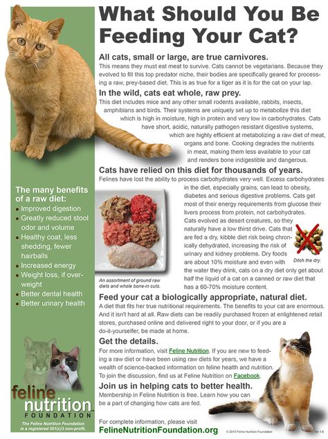 Amphibians, Nutrition, Natural Diet, Eat Meat, Cat Care, Rodents, Cat Food, Cat Love, Feline