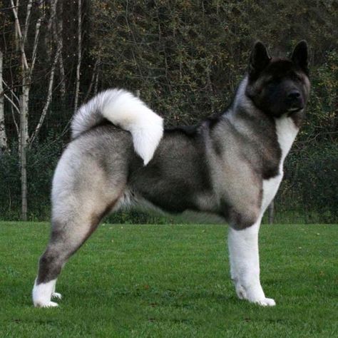 Cute Dog, beautiful Dog Dog Akita, American Akita Dog, Japanese Dog Breeds, Big Fluffy Dogs, Deadly Animals, Big Dog Breeds, American Akita, Japanese Dogs, Akita Dog