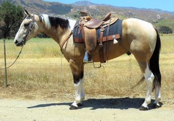 5 YEAR OLD 15.2 HAND BUCKSKIN TOBIANO | HorseClicks Buckskin Horses, Roping Horse, Pinto Horses, Highland Pony, Stunning Horses, Ranch Horses, Irish Sport Horse, Buckskin Horse, Horse For Sale