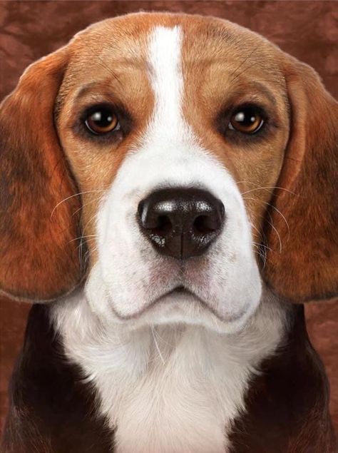 Dogs Beagle, Baby Beagle, Beagle Art, Cute Beagles, Head And Shoulders, Cute Dog Photos, 강아지 그림, Beagle Puppy, Funny Dog Pictures