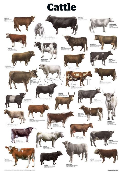 Cow Breeds, Miniature Cattle, Small Farming, Breeds Of Cows, Cattle Farm, Small Farms, Winter Horse, Dairy Cattle, Show Cattle