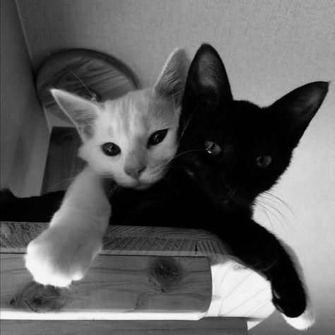 Black And White Cats, Helloween Wallpaper, Black And White Kittens, Black Cat Aesthetic, Cute Cat Memes, White Kittens, Cat Icon, Cat Photography, White Cats