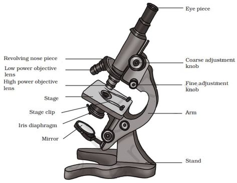 Compound Microscope Diagram Class 9 With Labels And Explanation Compound Microscope Drawing With Label, Compound Microscope Drawing, Microscope Drawing With Label, Microscope Diagram, Microscope Drawing, Plant Cell Diagram, Water Cycle Diagram, Compound Microscope, Cell Diagram