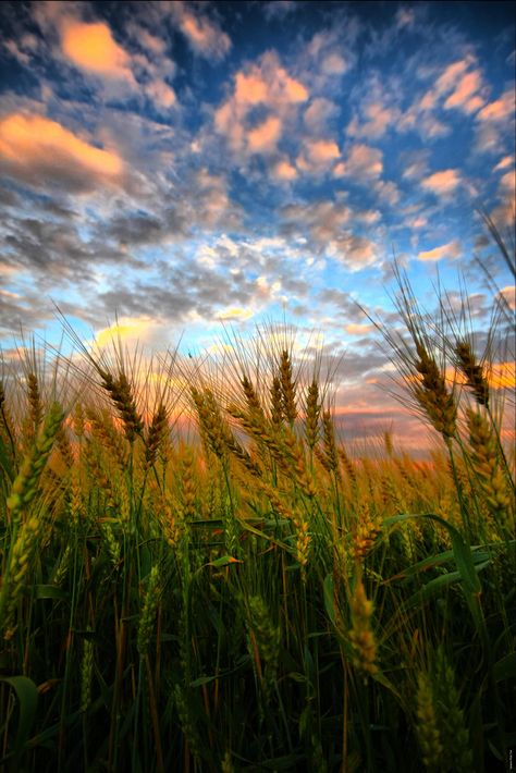 ~~Wheat Kings | sunset at the wheat fields, Maryhill, Ontario, Canada | by Paul Bruch~~ Clouds In The Sky, Nature Landscape, Juno, Country Life, Amazing Nature, Nature Photos, Nature Beauty, Pretty Pictures, Beautiful World