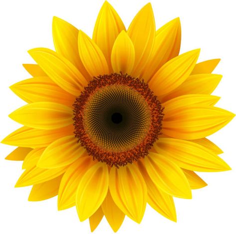 506,090 Sunflower Stock Photos, Pictures & Royalty-Free Images - iStock Sunflower Home Decor, Sunflower Illustration, Sunflower Images, Stick Wall Art, Sunflower Pictures, Sunflower Wall Art, Sunflower Wallpaper, Sunflower Art, Water Slide