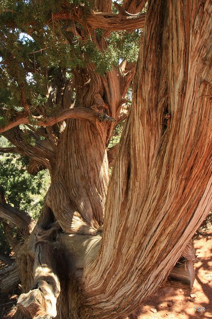 Old growth Cedar tree | The scent of cedar brings back memories of my grandmother & her home Birthday Tree, Cedar Oil, Alcohol Free Fragrance, Cedar Tree, Hot House, Giant Tree, Cedar Trees, Old Tree, Old Trees