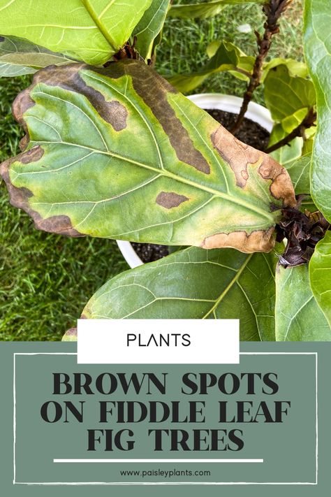 Brown Spots on Fiddle Leaf Fig - What to Do? - Paisley Plants Brown Spots On Fiddle Leaf Fig, Fig Plant Indoor, Fiddle Leaf Fig Care, Fiddle Tree, Citronella Plant, Fiddle Leaf Tree, Fig Plant, Fiddle Fig, Fiddle Leaf Fig Tree