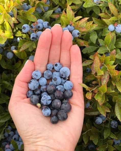 Everything you need to know about Wild Blueberries - Nutrition Starring YOU Rhubarb Bread Pudding, Rhubarb Bread, Hedge Hog, Orange Jam, Pickled Beets, Boost Energy Naturally, Wild Blueberries, Natural Sugar, Curries