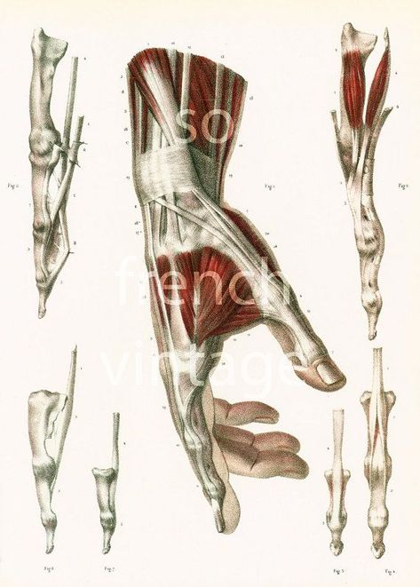 1831 Anatomy Fingers Palm Hand Muscle groups Tendons, Hand Print Giant Measurement, Poster Bourgery Drugs Wall Artwork Palm Reference, Cartoon Hands, Hand Anatomy, Art Girl Aesthetic, Hand Palm, Reference Drawing, Hand Reference, Anatomy Drawing, Jean Baptiste