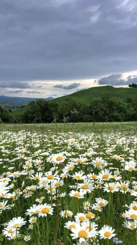 Daisy Wallpaper, Daisy Field, Dreamcore Weirdcore, Liminal Spaces, Profile Pictures Instagram, Nothing But Flowers, Pretty Landscapes, Spring Aesthetic, Nature Aesthetic