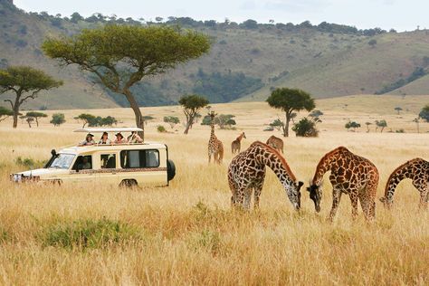 Safari Moodboard, Safari Vacation, Gorilla Trekking, Africa Tour, Travel America, Kenya Safari, Tanzania Safari, Serengeti National Park, Luxury Safari