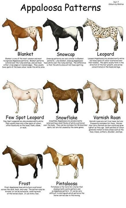 Appaloosa Patterns not all the patterns are here but this is nice, I truly love the Appaloosa so much and wish I knew more about patterns and names because people post beautiful Appaloosa's but don't put down what kind of Appaloosa they are but I'm trying hard to learn Horse Color Chart, Horse Markings, Horse Coat Colors, Horse Facts, Horse Anatomy, Wilde Westen, Quarter Horses, Types Of Horses, Animal Science