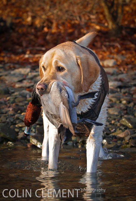 Waterfowl Hunting, Yellow Labrador Retriever, Lab Puppy, Labrador Retriever Puppies, Hunting Dog, Yellow Labrador, Bird Dogs, Yellow Lab, Labrador Dog