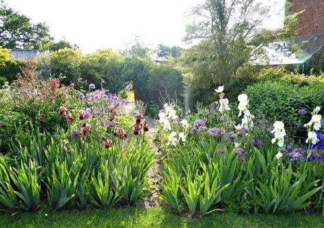 Cult of the Bearded Iris - Gardenista Iris Landscaping, Flower Borders, Landscape Borders, Backyard Flowers, Iris Garden, Gardening 101, Dry Creek, Bearded Iris, Public Garden