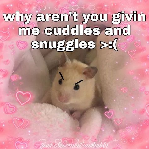 Cuddle Memes Couples Funny, Wholesome Memes Dirty, Cuddling Meme, Wholesome Animals, Funny Wholesome, Chat Memes, Bf Memes, Funny Cute Memes, Silly Cars