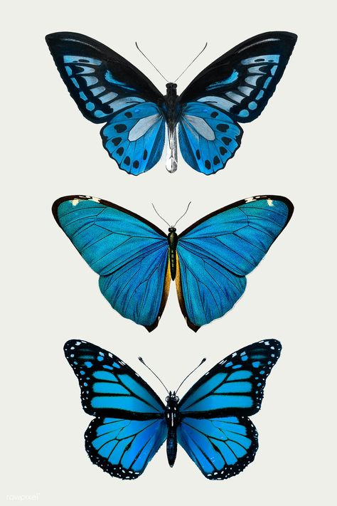 Vintage Common Blue butterflies illustration design element set | premium image by rawpixel.com / Chayanit Butterflies Illustration, Blue Butterflies, Design Element, Illustration Design, Butterflies, Blue, Black, Design