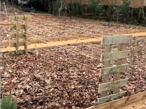 Building Raspberry Support Structures from Pallets Raspberry Support Ideas, Plant Raspberries, Blackberry Trellis, Raspberry Trellis, Lynn Hill, Raspberry Plants, Bamboo Canes, Palace Garden, Support Structure