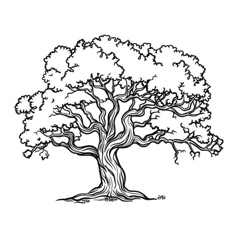 Sketch of oak tree. Black and white line art. Vintage tree logo isolated on background Oak Tree Drawing Sketch, Oak Tree Sketch, Simple Tree Drawing, Oak Drawing, Oak Tree Illustration, Tree Drawing Ideas, Line Art Tree, Twisty Tree, Tree Doodles