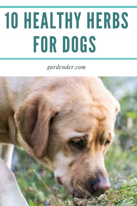 Herbs Dogs Can Eat, Herbs That Are Good For Dogs, Herbs For Dogs To Eat, Herbs And Spices Safe For Dogs, Calming Herbs For Dogs, Herbs Good For Dogs, Dog Sensory, Herbs For Dogs, Herbal Business