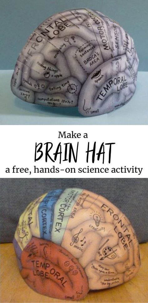 FREE! Make a brain hat! Learn about all the areas of the brain in this free and fun hands-on science activity. Great for a homeschool science project idea or supplementary activity to your science curriculum. (afflink) Brain Hat, Homeschool Science Projects, Areas Of The Brain, Online Homeschool, Science Activity, Education Positive, Brain Science, Science Curriculum, Science Project