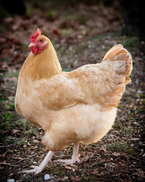 Buff Orpington Chickens: All You Need to Know About This Delightful Breed - Heritage Acres Market LLC Laying Hens Breeds, Hen Breeds, Buff Orpington Hen, Orpington Chickens, Buff Orpington Chickens, Fantasy Future, Broody Hen, Chicken Roost, White Hen