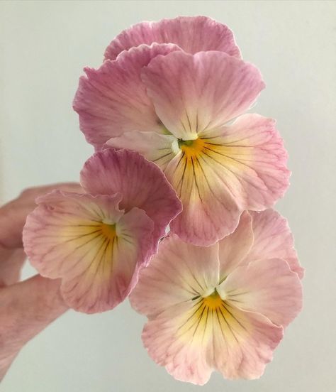 instagram | bjmstudioflowers Floral Therapy, Fleur Aesthetic, Flower Boquet, Cool Shades, Plant Fungus, Everlasting Flowers, Watercolour Inspiration, Pink And Purple Flowers, Pansies Flowers