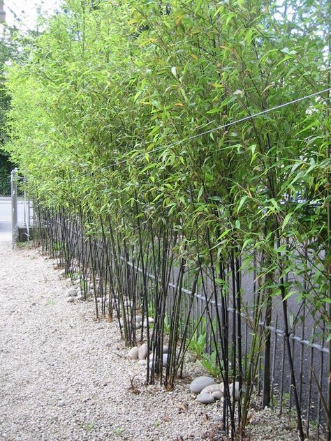 Bamboo Screen, Bamboo Hedge, Phyllostachys Nigra, Bamboo In Pots, Backyard Garden Diy, Backyard Garden Landscape, Small Backyard Gardens, Bamboo Garden, Black Bamboo