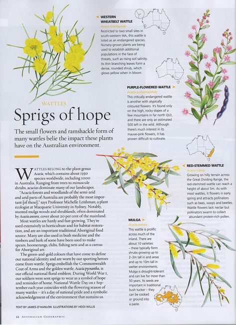 Floral Magazine Layout, Magazine Article Ideas, Sustainability Magazine, Magazine Article Design, Plant Magazine, Editorial Article, Newspaper Design Layout, Nature Magazine, Australian Nature