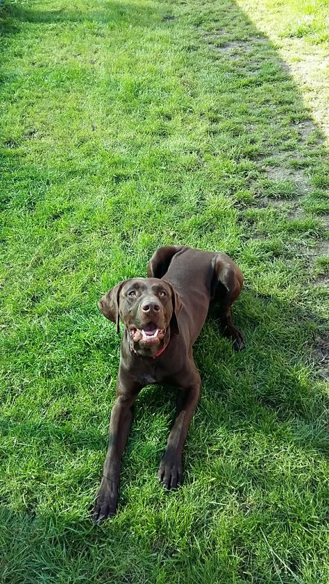 Braque allemand Labrador Retriever, Labrador, Dogs, Animals