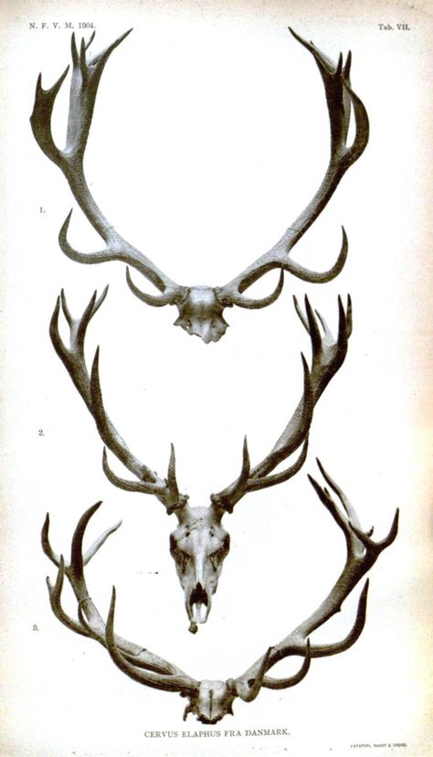 Jewelry & Accessories ideas for ItzaFashion 2015 S/S "Archer" Collection Antler Drawing, Antlers Drawing, Antler Tattoo, Deer Heads, Deer Horns, Stag Antlers, Deer Tattoo, Antler Art, Printable Animals