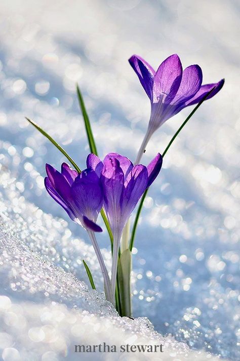 Flowers In The Snow, Spring Blooming Trees, Smelling Flowers, Snow Flower, Crocus Flower, Garden Calendar, Winter Flowers, Spring Blooms, Types Of Flowers