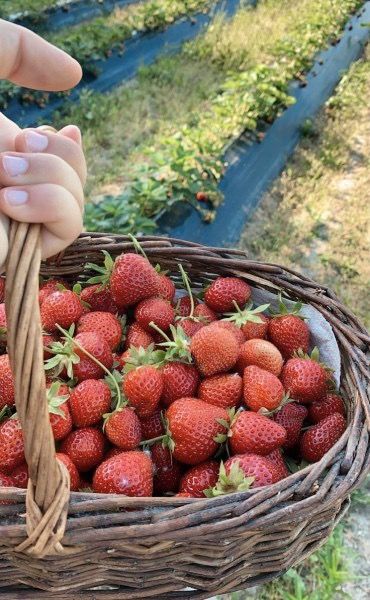 Nature Walk Aesthetic, Granola Lifestyle, Walk Aesthetic, Aesthetic Plants, Strawberry Summer, Berry Picking, Strawberry Picking, American Threads, Plants Green