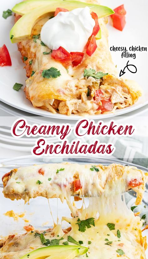 Creamy Chicken Enchiladas Creamy Mississippi Chicken Enchiladas, Southwest Food, Creamy Cheesy Chicken, Cream Cheese Chicken Enchiladas, Baby 2024, Southwest Recipes, Cheesy Chicken Enchiladas, Creamy Chicken Enchiladas, Savory Treats