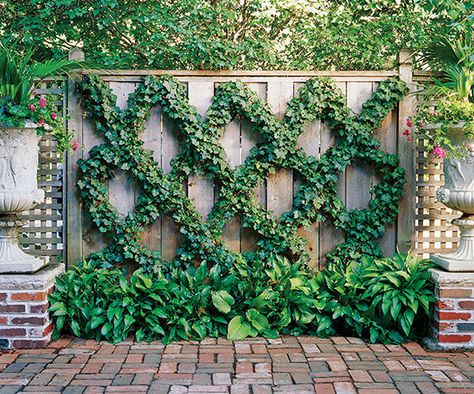 Don't just put up a fence and leave it at that. Grow something over the structure to add color and dimension. Here, English ivy trained in a diamond espalier pattern turns a plain screen into a piece of living art. Wire Trellis, Wall Trellis, Ivy Wall, Narrow Garden, Backyard Sanctuary, Cross Road, Garden Vines, Plants Growing, Relaxing Outdoors