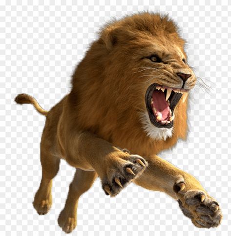 Lion Png Hd, Valmiki Photos, Animal Backgrounds, Lion Background, Png Pic, Lion Png, Lion Photo, Tiger Png, Cat Logo Design