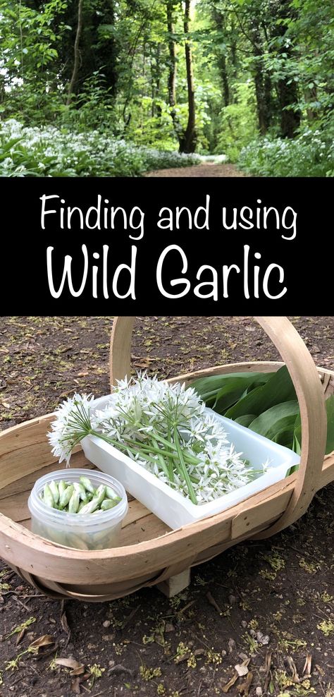 Wild Garlic: How to find and use it | A Year in Dinners Wild Onions Recipes, Foraged Food Recipes, Wild Garlic Recipe, Urban Foraging, Wild Onion, Garlic Flower, Wild Foraging, Wild Onions, Wild Food Foraging