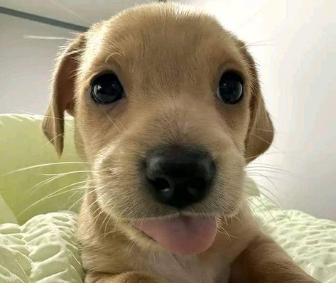 Dog Sticking Out Tongue, Silly Puppy Pictures, Puppy Funny Pictures, Puppy Reaction Pic, Fat Dogs Cute, Goofy Dog Pfp, Dog Sticking Tongue Out, Dog Sniffing Camera, Dog Standing Up