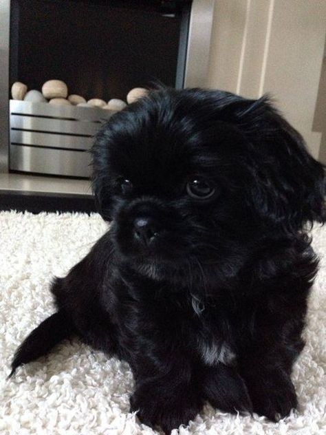 Boomer – 8 week old male Shih Tzu dog for adoption at Pro Dogs Direct Northern Inuit, Black Shih Tzu, Perro Shih Tzu, Chien Shih Tzu, Shitzu Puppies, Shih Tzu Funny, Dog Black, Labrador Retriever Puppies, Shih Tzu Puppy