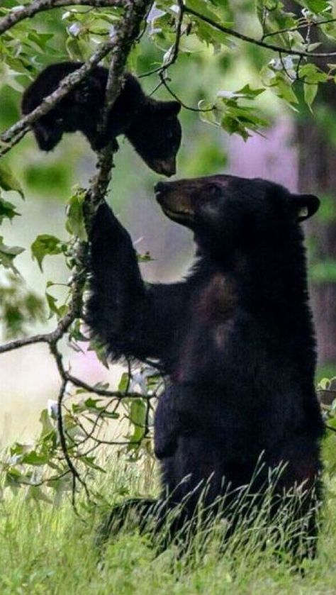 Black Bear Cub, Bear Photos, Bear Cub, Little Bear, Bear Cubs, Cute Wild Animals, Sweet Animals, Animal Planet, Black Bear