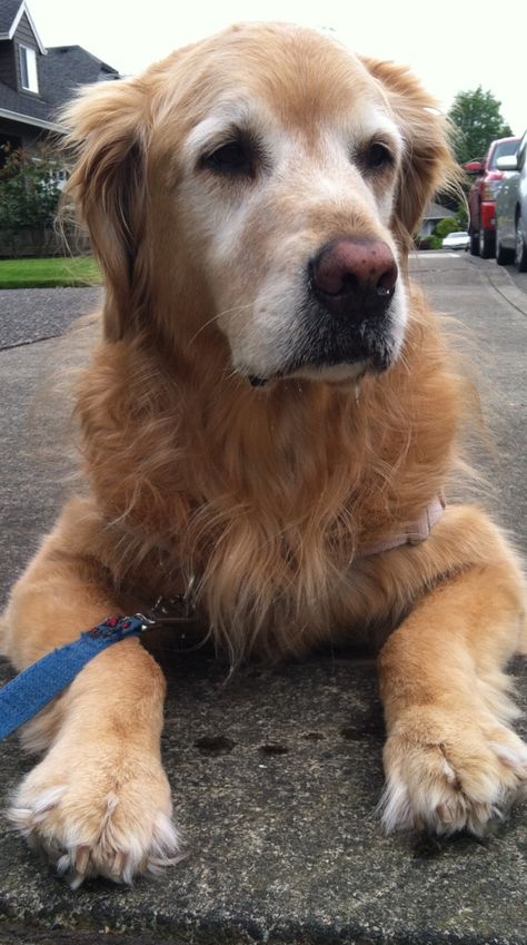 Koko Rich Golden Retriever, Senior Golden Retriever, Older Golden Retriever, Golden Retriever Dachshund, Walking Golden Retriever Aesthetic, Golden Retriever Girl, Golden Retriever Green Aesthetic, Golden Retriever Aesthetic Beach, Golden Retriever On Beach