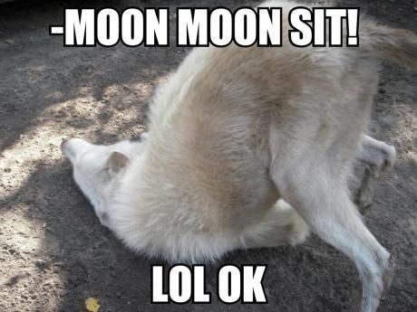 Moon Moon is a fictional wolf character that is portrayed as a mentally challenged outcast in the pack. On Tumblr, the character is often paired with silly interior monologues in a similar vein to the Doge meme. Moon Moon Memes, Hilarious Images, The Meta Picture, Moon Moon, Siberian Huskies, Funny Dog Memes, I'm Bored, Wolf Dog, Animal Jokes