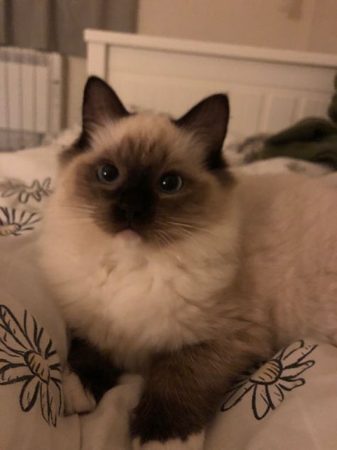 ragdoll kitten Cute Cat Ragdoll, Cute Cats Fluffy, Ragdoll Cats Aesthetic, Cute Ragdoll Kittens, Siamese Ragdoll Cat, Simease Kitten, Baby Ragdoll Cat, Color Point Cat, Ragdoll Cats And Kittens