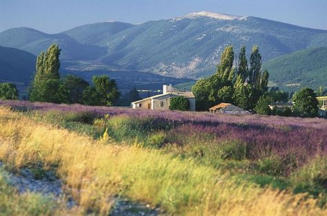 Provence France, Provance France, Countryside Picnic, Lavender Inspiration, France Landscape, Best Vacation Destinations, Landscape Photography Nature, Landscape Art Painting, French Countryside